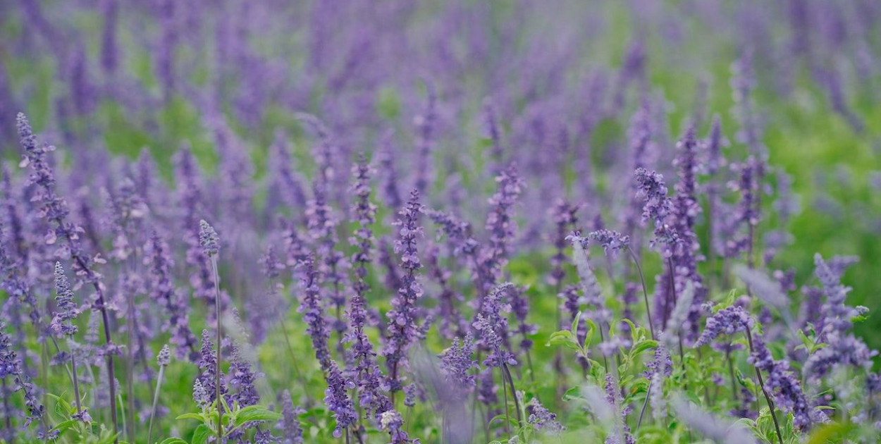 Olejek lawendowy – właściwości, zastosowanie i przeciwwskazania