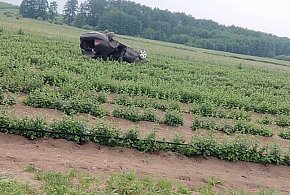 Dachowanie seata. Pięć młodych osób trafiło do szpitala-1333