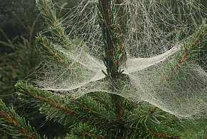 Kupujesz żywą choinkę na święta? Ten szczegół łatwo przeoczyć-8529