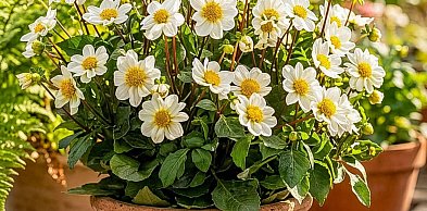 Jak zaplanować rabatę z daliami?